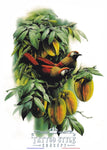 Tatouage Art - Cabosse De Cacao Et Oiseau Rouge Jaune Fleurs