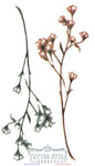 Tatouage Fleur Orientale Éclosion Fleurs