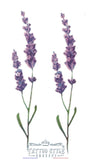 Tatouage Fleur Violette Lavande Fleurs